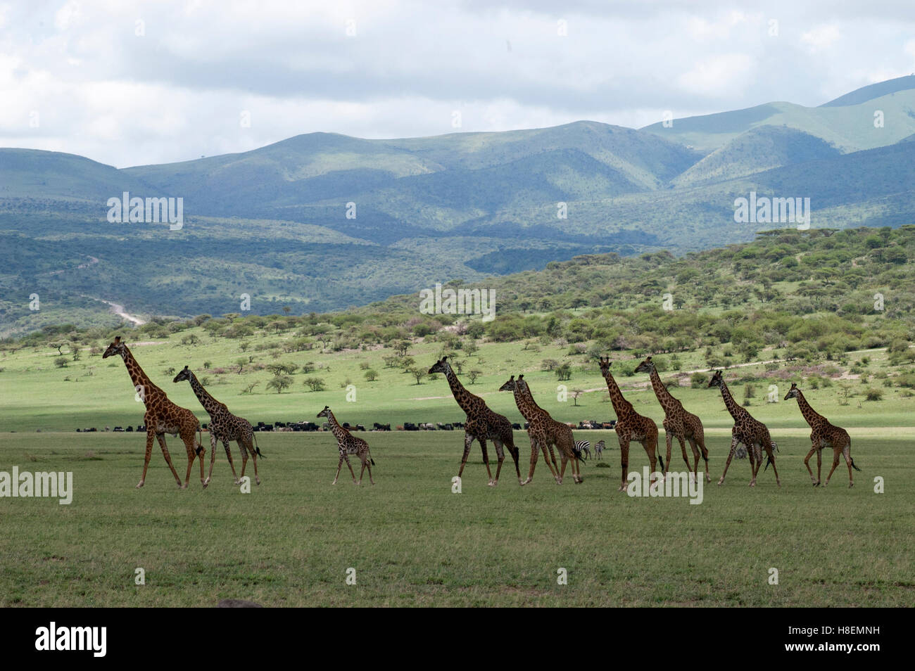 Un groupe de girafes Masai (Giraffa tippelskirchi) sur les plaines d'Olduvai, Ngorongoro, en Tanzanie Banque D'Images