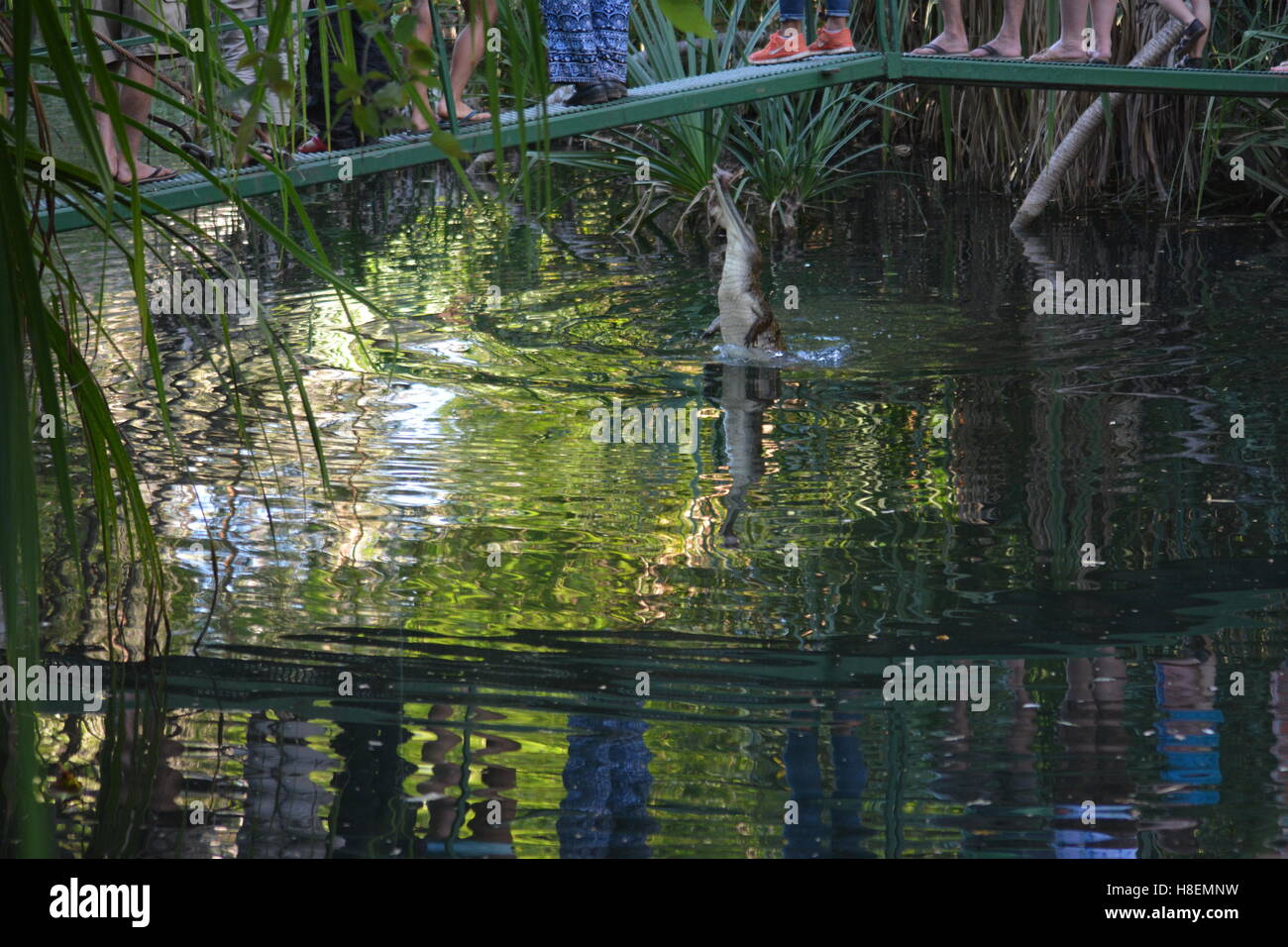 Jumping Crocodile hors de l'eau prêt à être nourris à Timber Creek Australie Banque D'Images