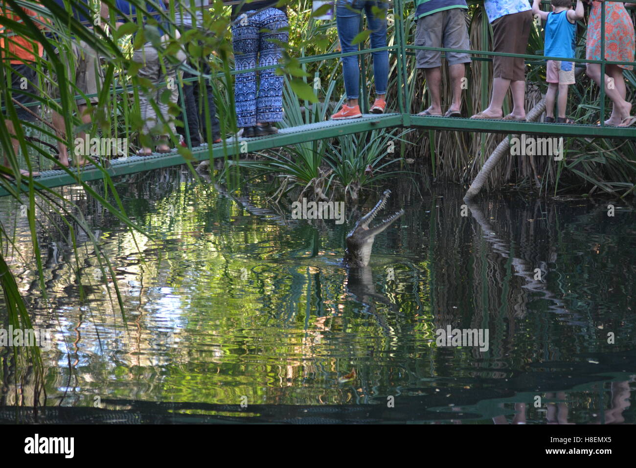 Jumping Crocodile hors de l'eau prêt à être nourris en Australie Banque D'Images