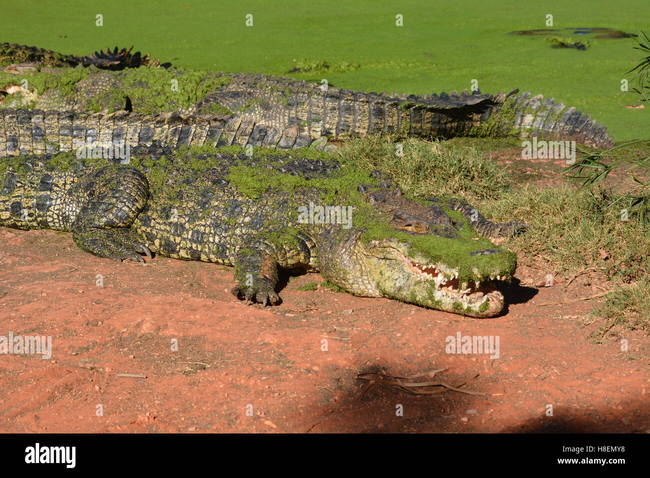 Les crocodiles dans le soleil de l'Australie Banque D'Images