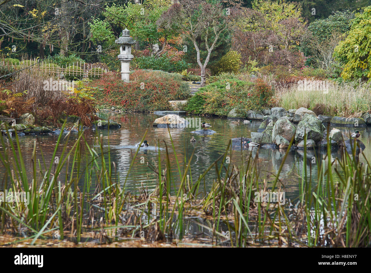 Le silence de l'automne le vide de la solitude de l'eau calme jardin japonais Wroclaw Banque D'Images