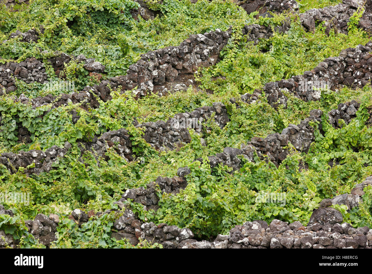 Plantation de vigne traditionnelle dans l'île de Pico. Açores. Le Portugal. Currais. L'horizontale Banque D'Images