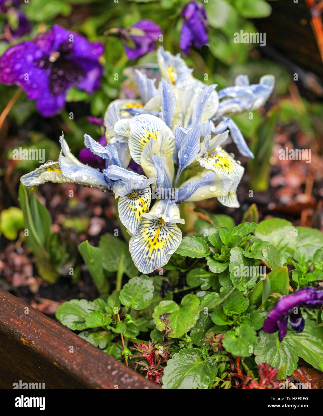 La lumière bleu jaune et blanc fleurs d'un Iris reticulata miniature appelé 'Katharine Hodgkin' Banque D'Images