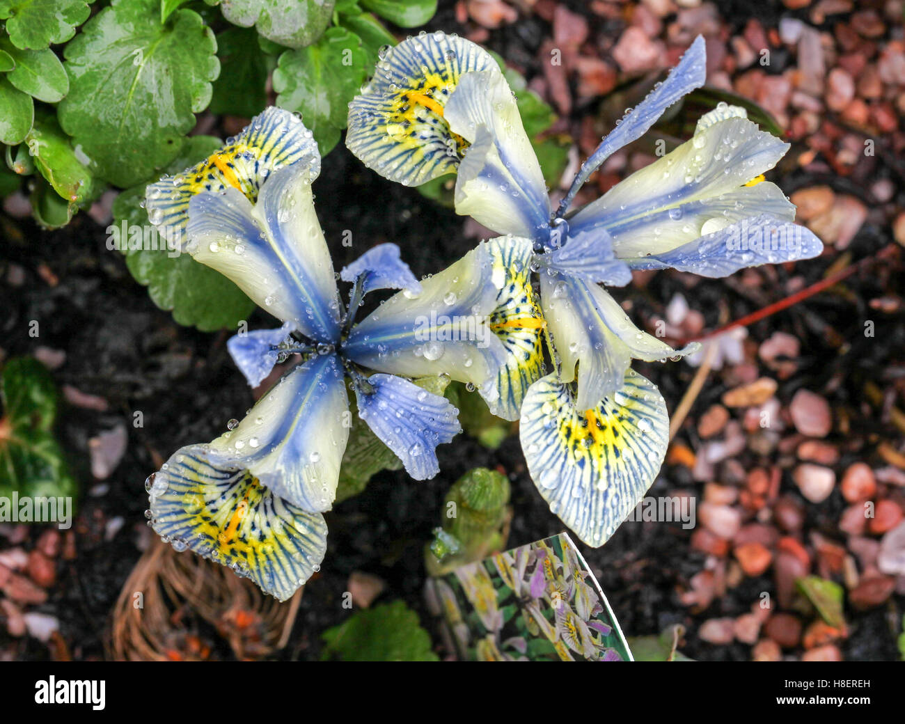 La lumière bleu jaune et blanc fleurs d'un Iris reticulata miniature appelé 'Katharine Hodgkin' Banque D'Images