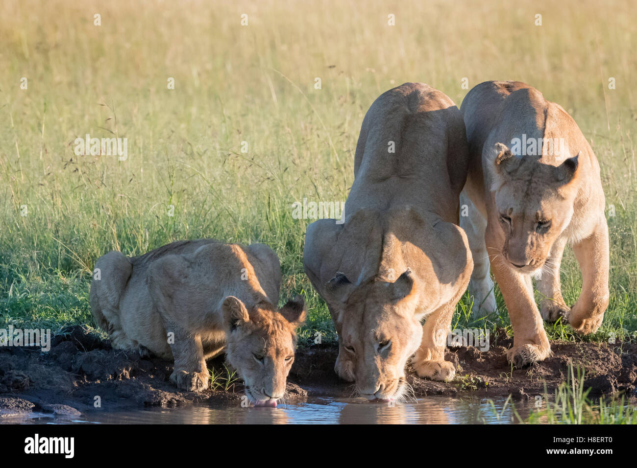 Lionnes (Panthera leo) avec des petits de boire à un point d'eau dans le Masai Mara National Reserve, Kenya Banque D'Images
