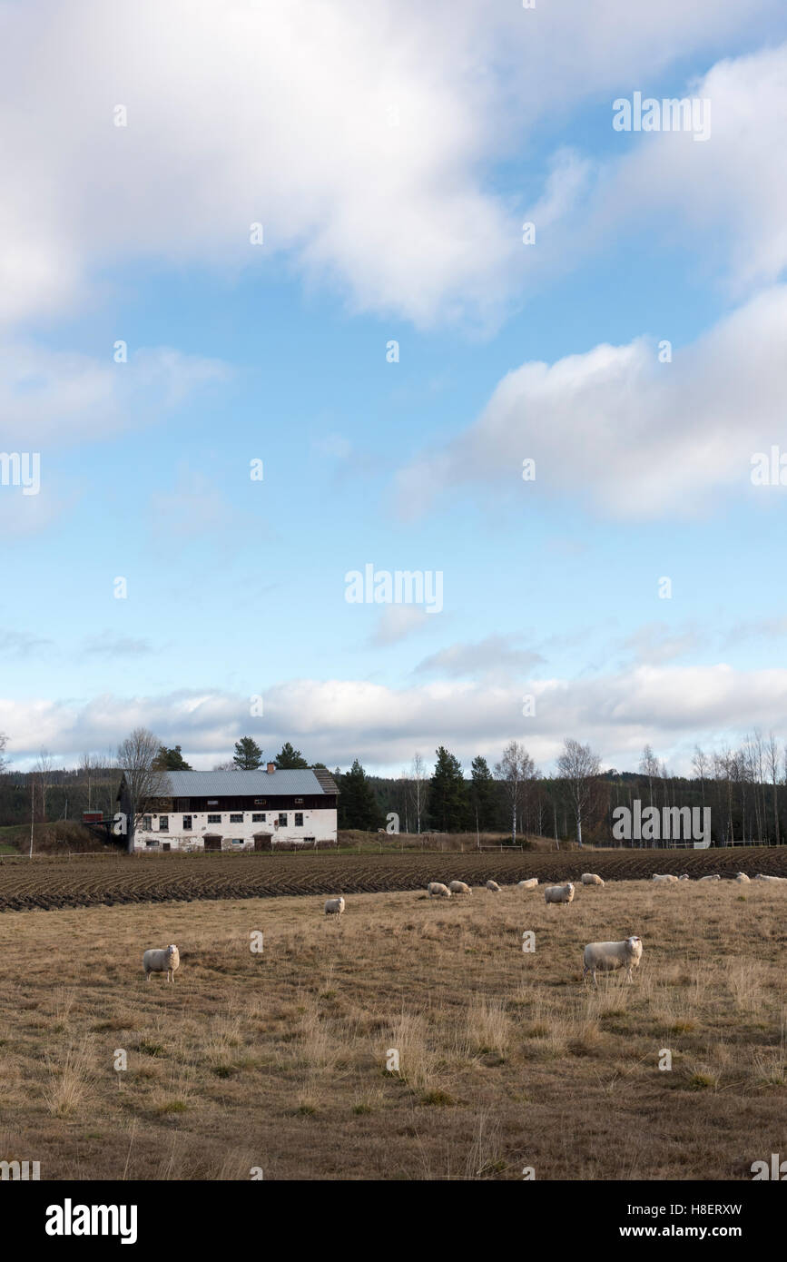 Moutons qui paissent dans un champ ouvert avec une ferme blanche et une forêt lointaine sous un ciel lumineux avec des nuages doux Banque D'Images