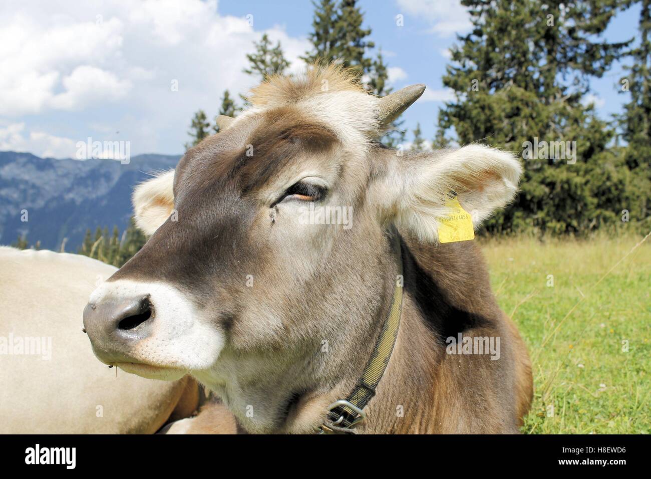 Le pâturage des vaches en liberté dans les hautes montagnes Banque D'Images