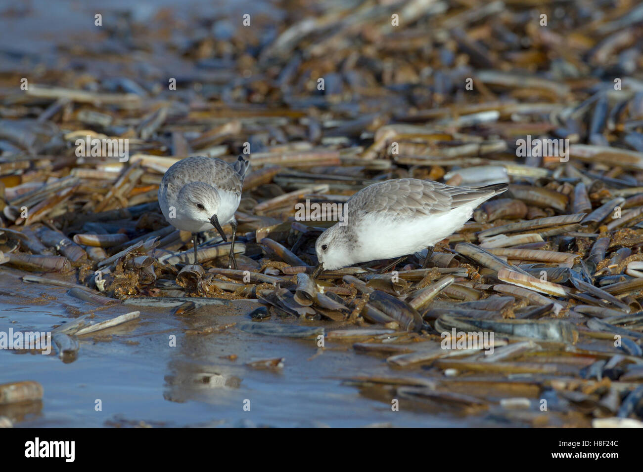 Les Bécasseaux sanderling Calidris alba se nourrissant de couteaux sur la plage de North Norfolk en hiver Banque D'Images