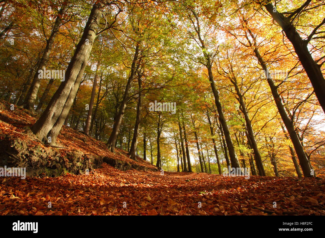 Jusqu'à l'automne à la canopée de hêtres (Fagus sylvatica) dans la Haute Vallée de Derwent, parc national de Peak District Derbyshire, Angleterre, Royaume-Uni Banque D'Images