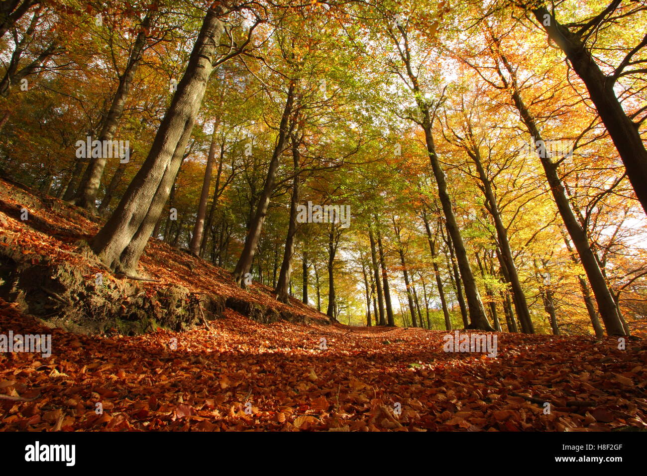 Sentier à travers le hêtre commun (Fagus sylvatica) woodland en plein automne couleur, Peak District, Derbyshire, Angleterre, Royaume-Uni Banque D'Images