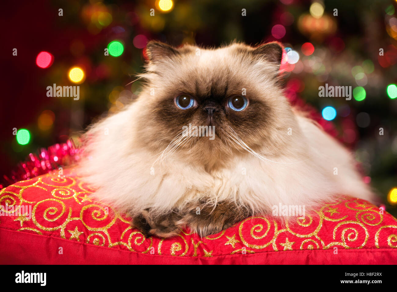 Persan Colourpoint mignon chat est couché sur un coussin rouge en face d'un arbre de Noël avec des lumières colorées bokeh Banque D'Images