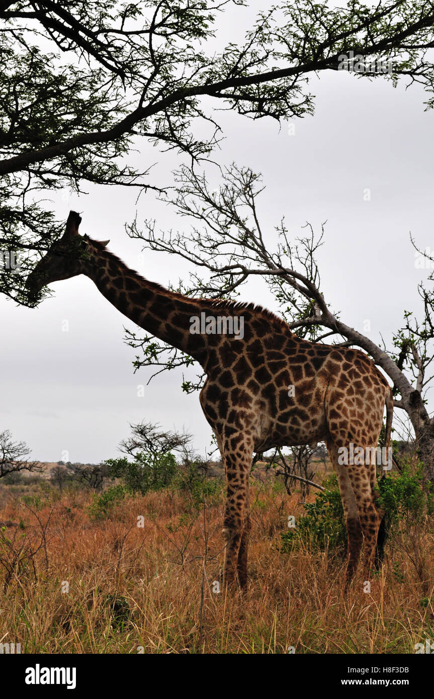 Safari en Afrique du Sud : une girafe nourrir à Hluhluwe Imfolozi Game Reserve, la plus ancienne réserve naturelle en Afrique depuis 1895 Banque D'Images