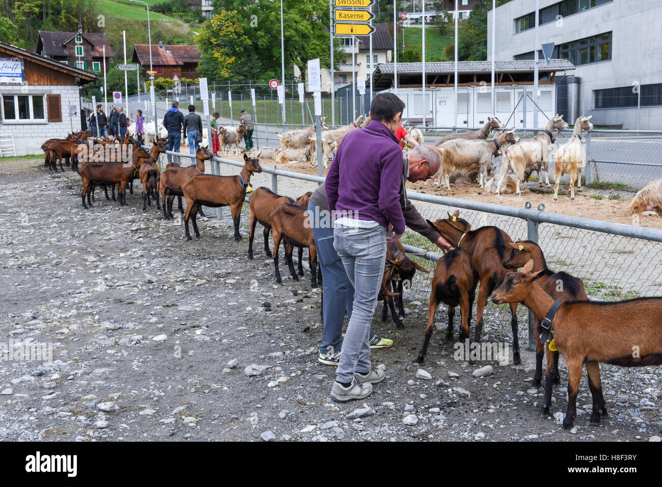 Stans, Suisse - 2 octobre 2016 : regarder les gens et discuter à la marché des chèvres de Stans, sur les Alpes Suisses Banque D'Images