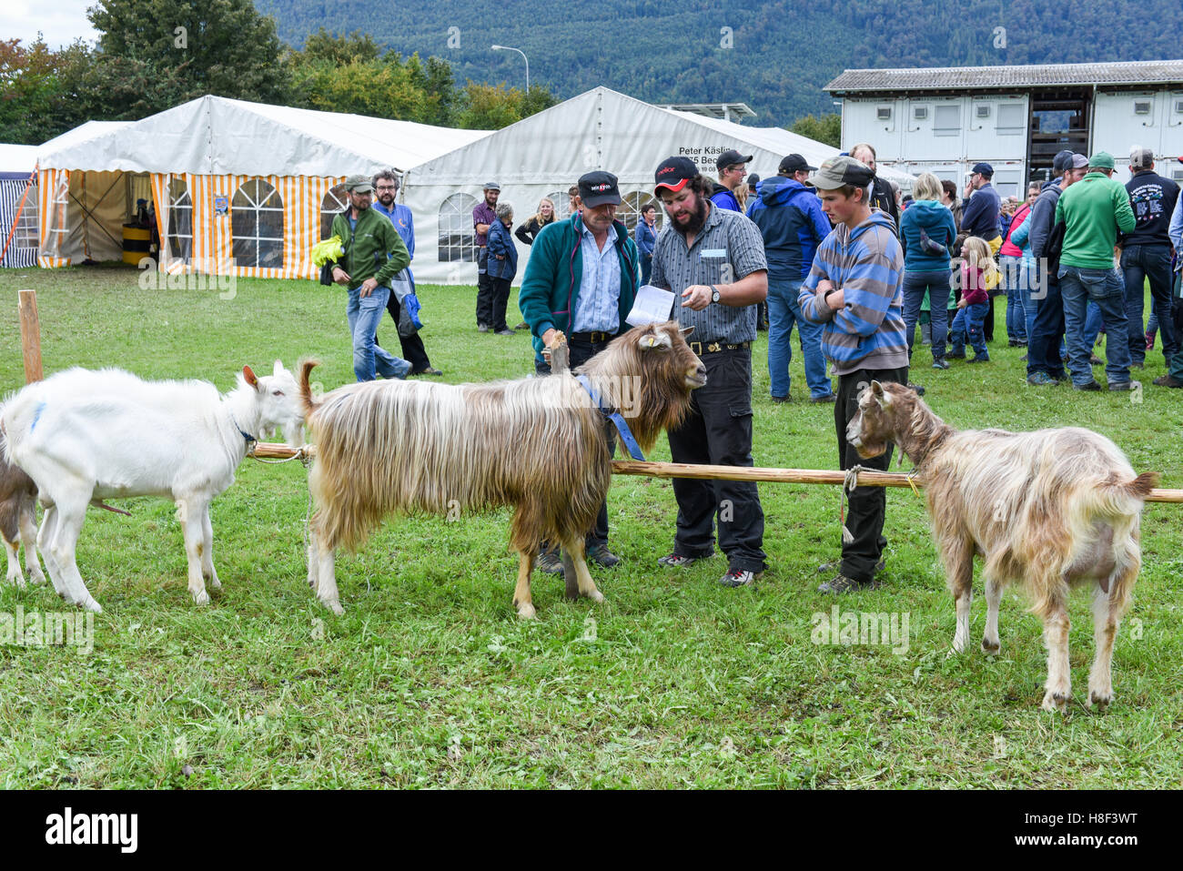 Stans, Suisse - 2 octobre 2016 : regarder les gens et discuter à la marché des chèvres de Stans, sur les Alpes Suisses Banque D'Images