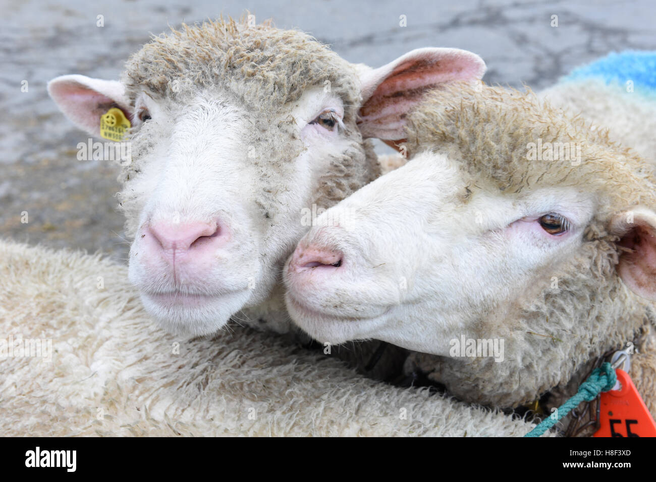 Stans, Suisse - 2 octobre 2016 : deux moutons au marché de Stans, sur les Alpes Suisses Banque D'Images