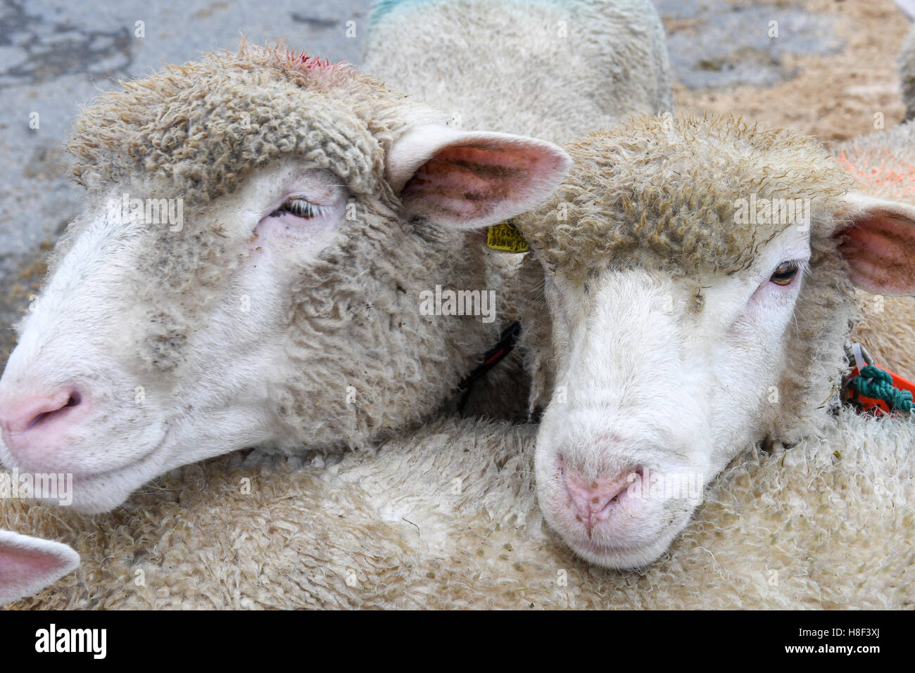 Stans, Suisse - 2 octobre 2016 : deux moutons au marché de Stans, sur les Alpes Suisses Banque D'Images