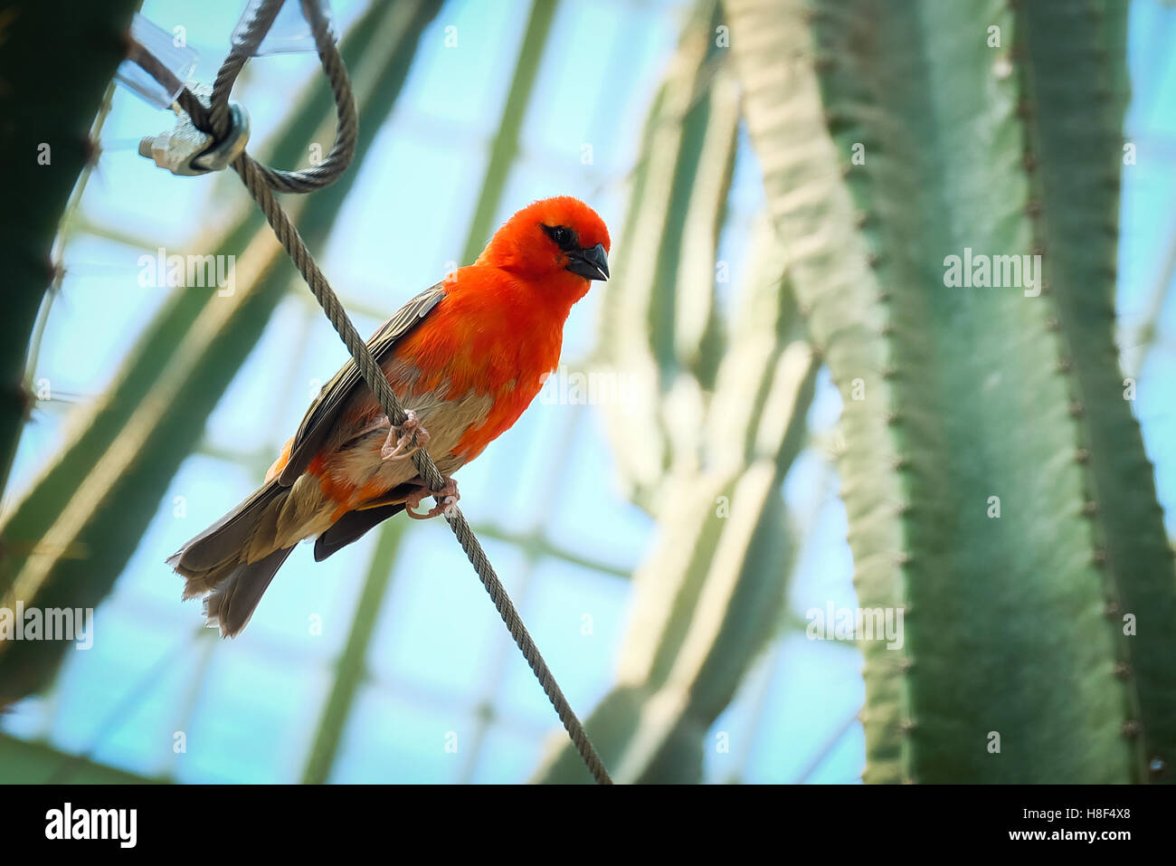 Petits oiseaux sur un fil Banque D'Images