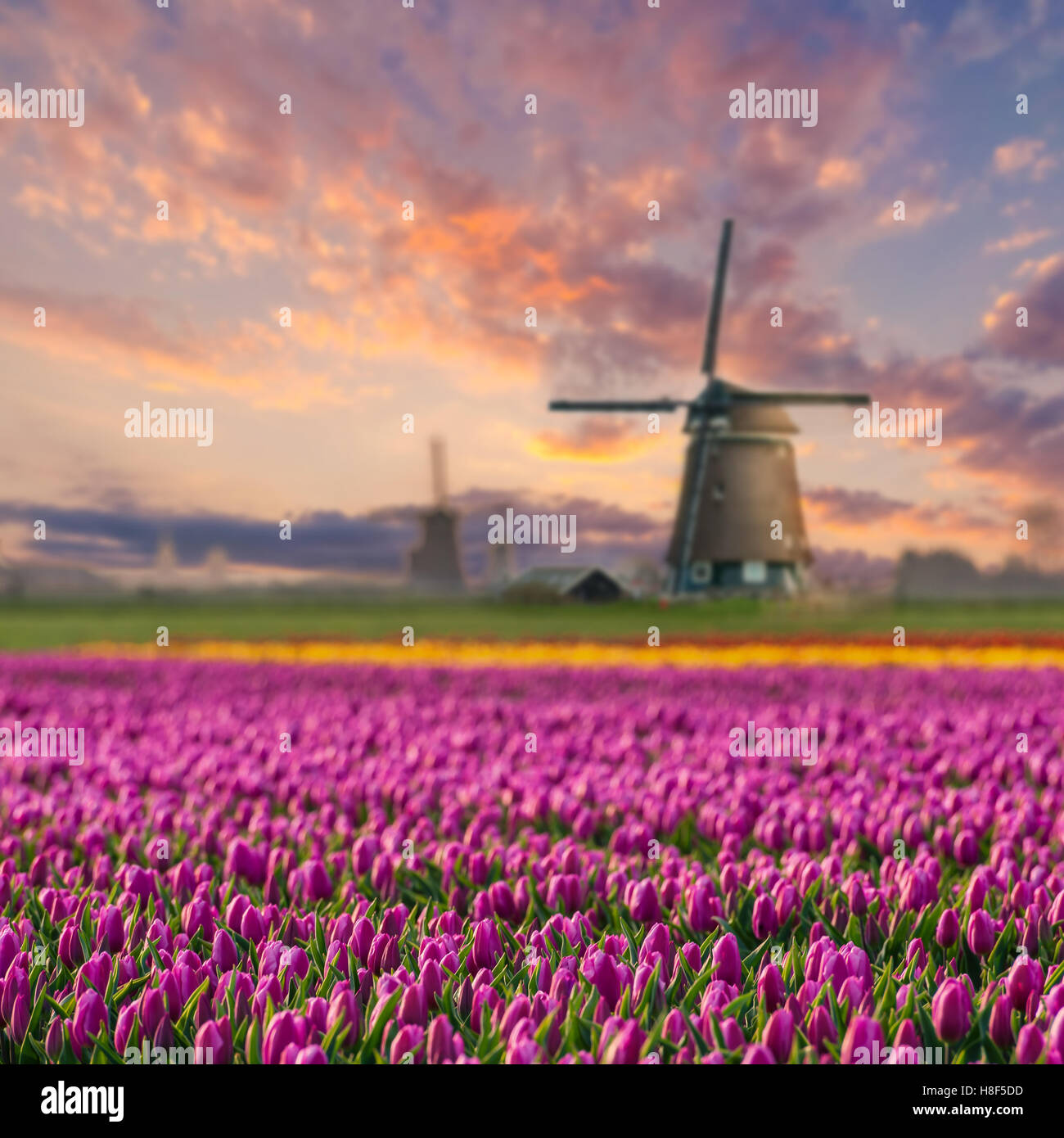 Paysage hollandais traditionnel avec des champs de fleurs de tulipes et les moulins à vent, Holland Banque D'Images