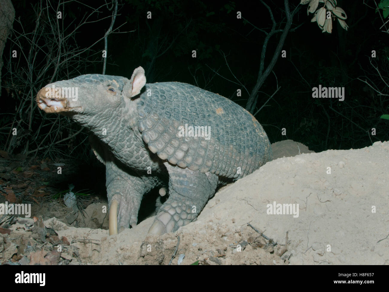 Le tatou géant (Priodontes maximus) Femelle adulte à l'entrée des terriers, Pantanal, Brésil Banque D'Images