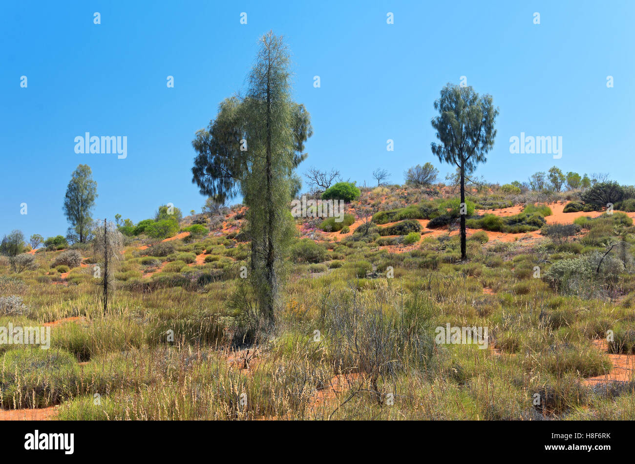 Les arbres de chêne du désert ou Allocasuarina decaisneana et la brosse de l'outback austrailian au centre rouge de territoire du nord Banque D'Images