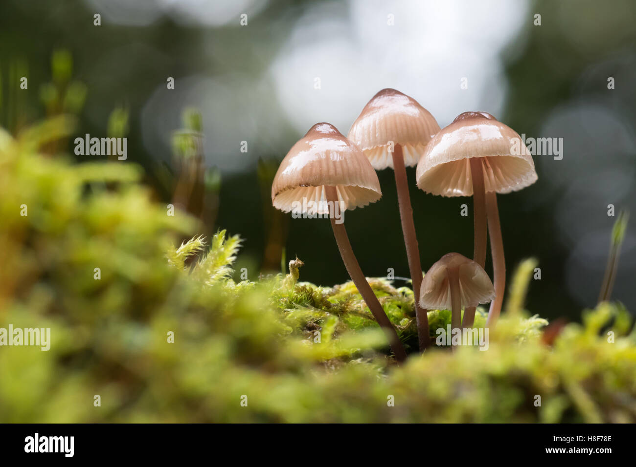 Bonnet de traite ou de lait-drop (Mycena galopus Mycena) dans Moss, Hesse, Allemagne Banque D'Images