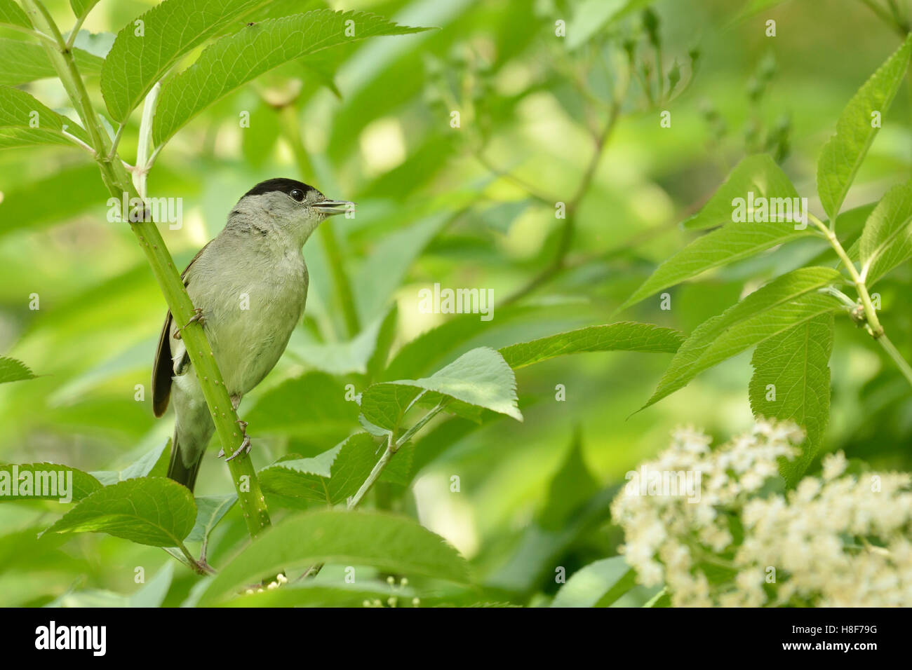 Sylvia atricapilla blackcap (mâle) assis dans fleurs de sureau (Sambucus nigra), Nordrhein-Westfalen, Allemagne Banque D'Images