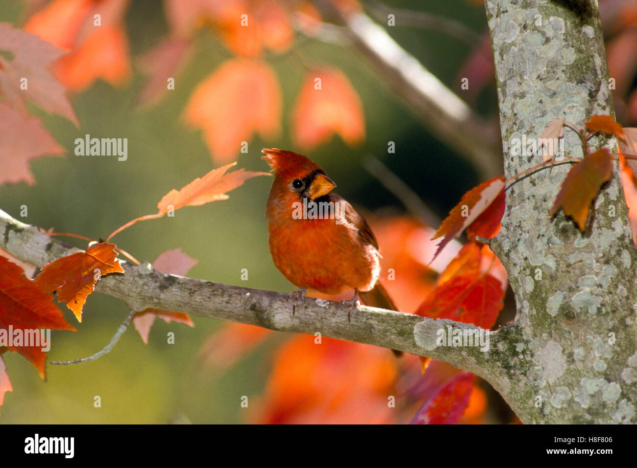 Mâles du Cardinal, Richmondena cardinalis, assis sur une branche d'érable à la lumière de l'après-midi d'automne Banque D'Images