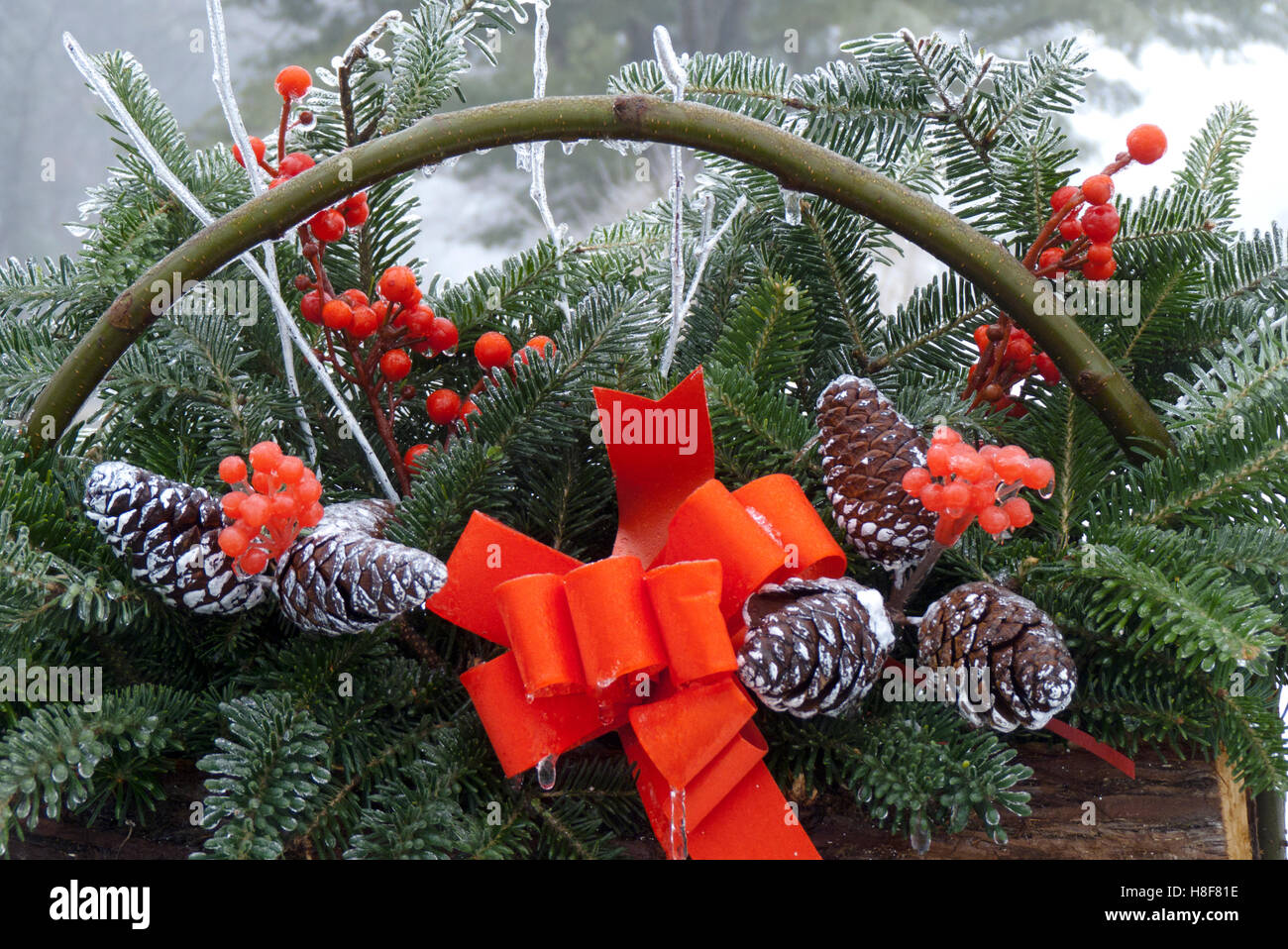 Close up de paniers de Noël de conifères avec Red Bow, la glace, le jour brumeux, Maine, USA Banque D'Images