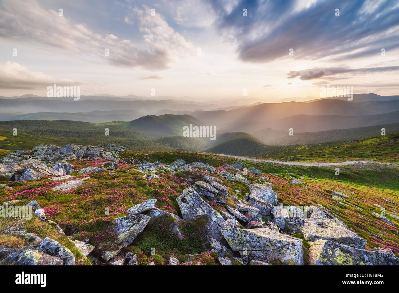 Un paysage extraordinaire avec des fleurs en montagne et ciel majestueux Banque D'Images