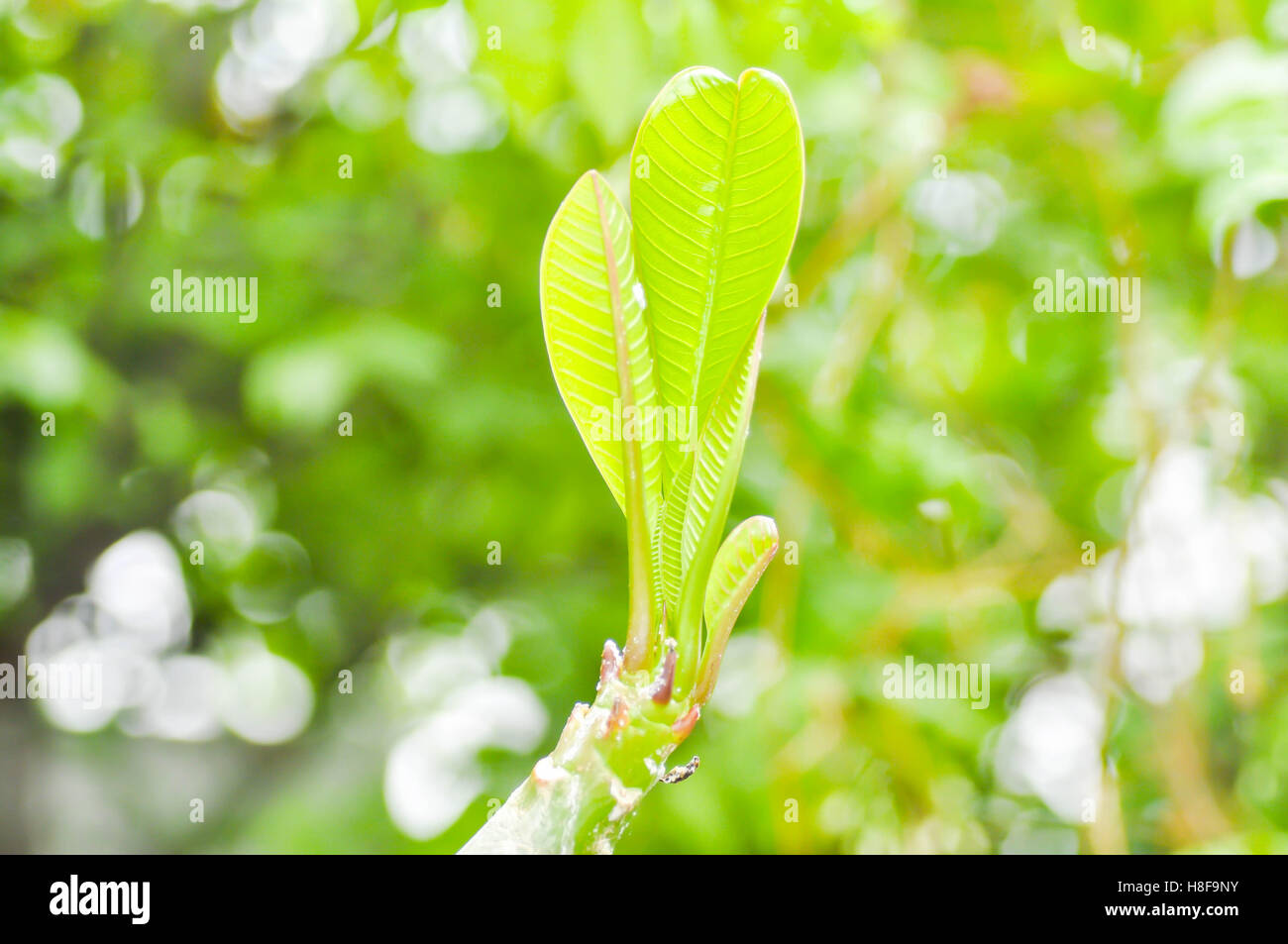 Pointe d'une branche ou un arbre haut de frangipanier plante Banque D'Images