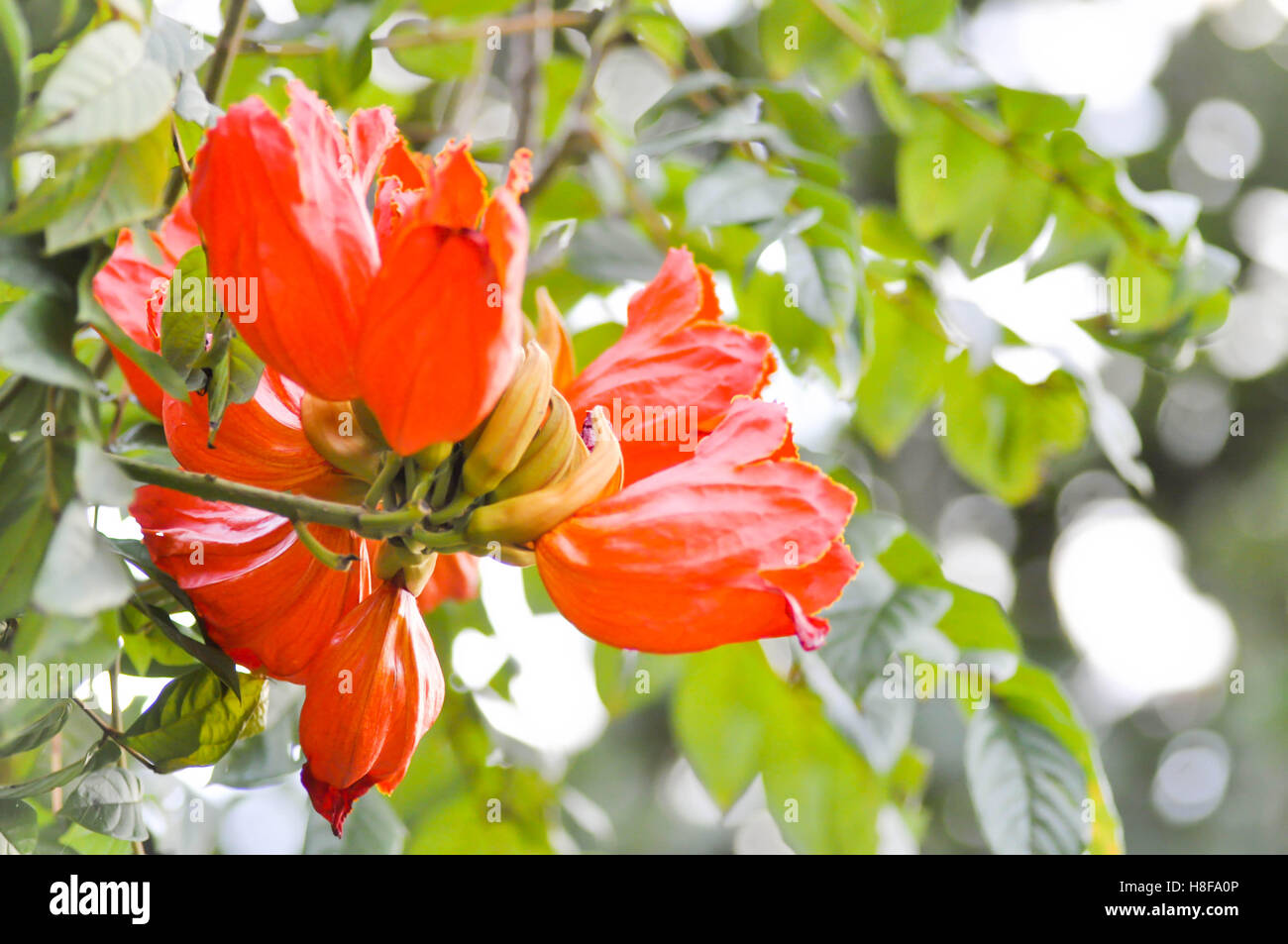 Spathodea campanulata Africom ou dans le jardin de fleurs tulipes Banque D'Images