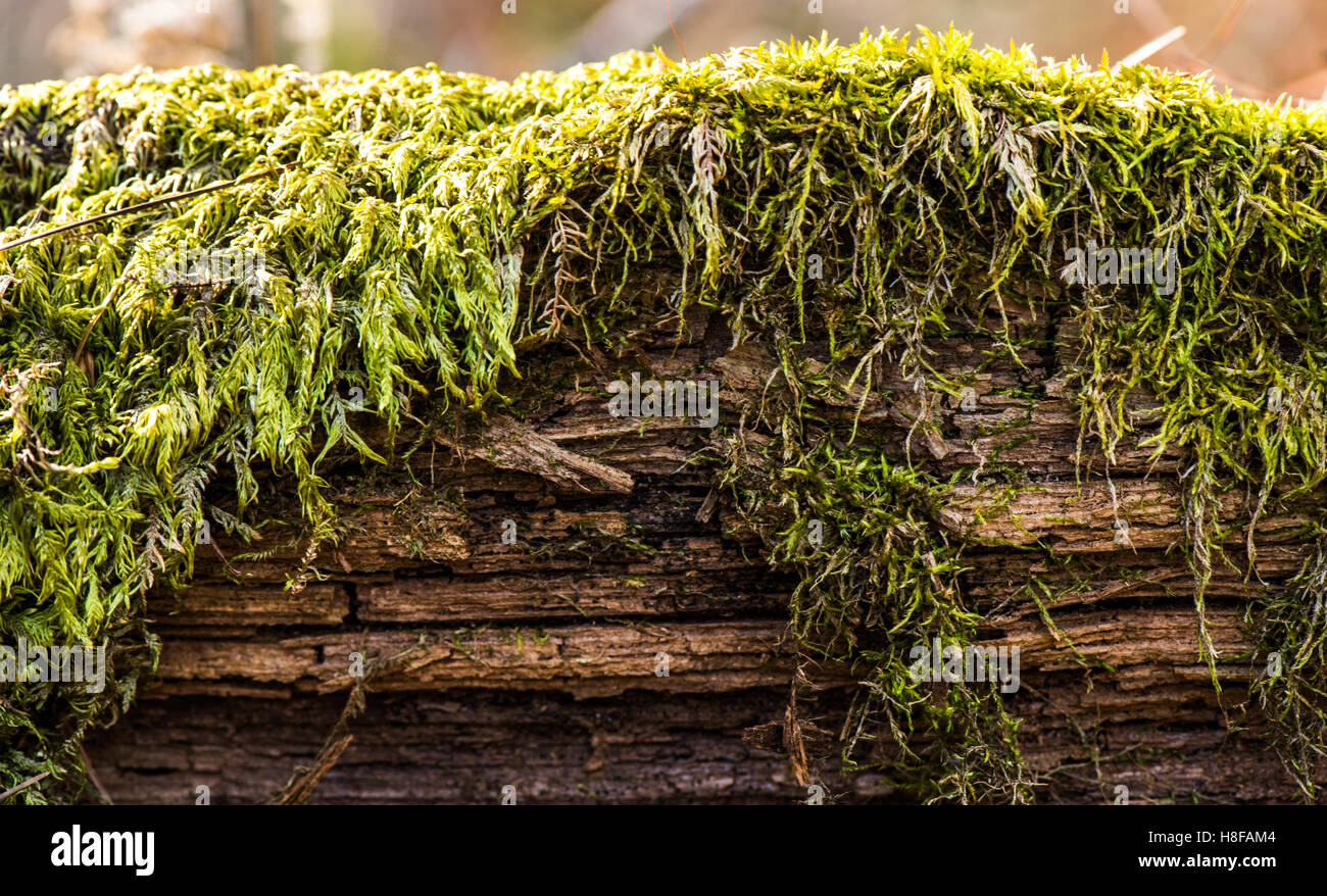 Vieux bois naturel - écorce de moss Banque D'Images