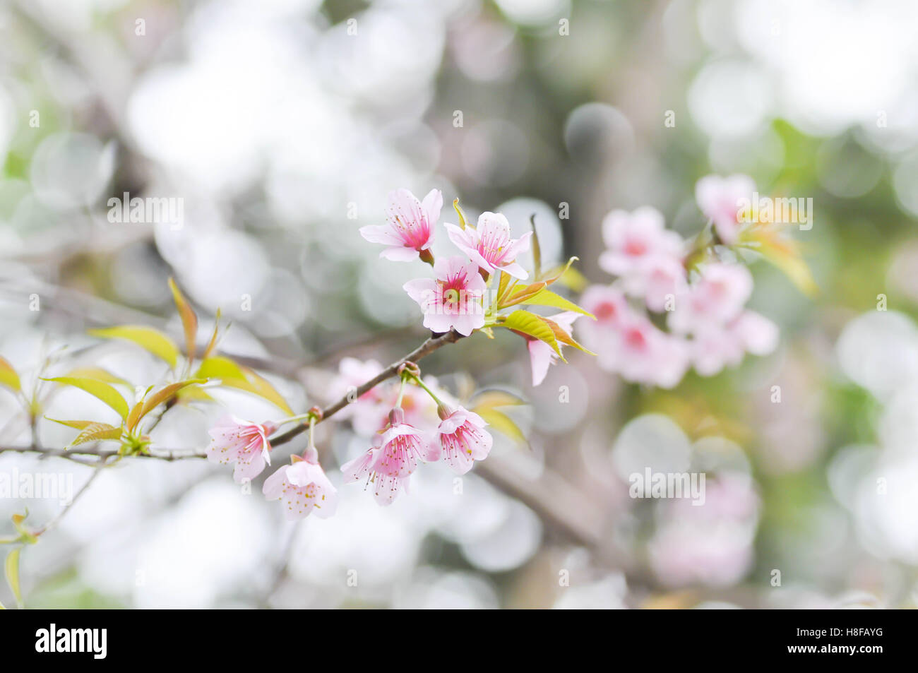 Wild Cherry himalayenne, Prunus cerasoides,cerise, Cerasus cerasoides ...