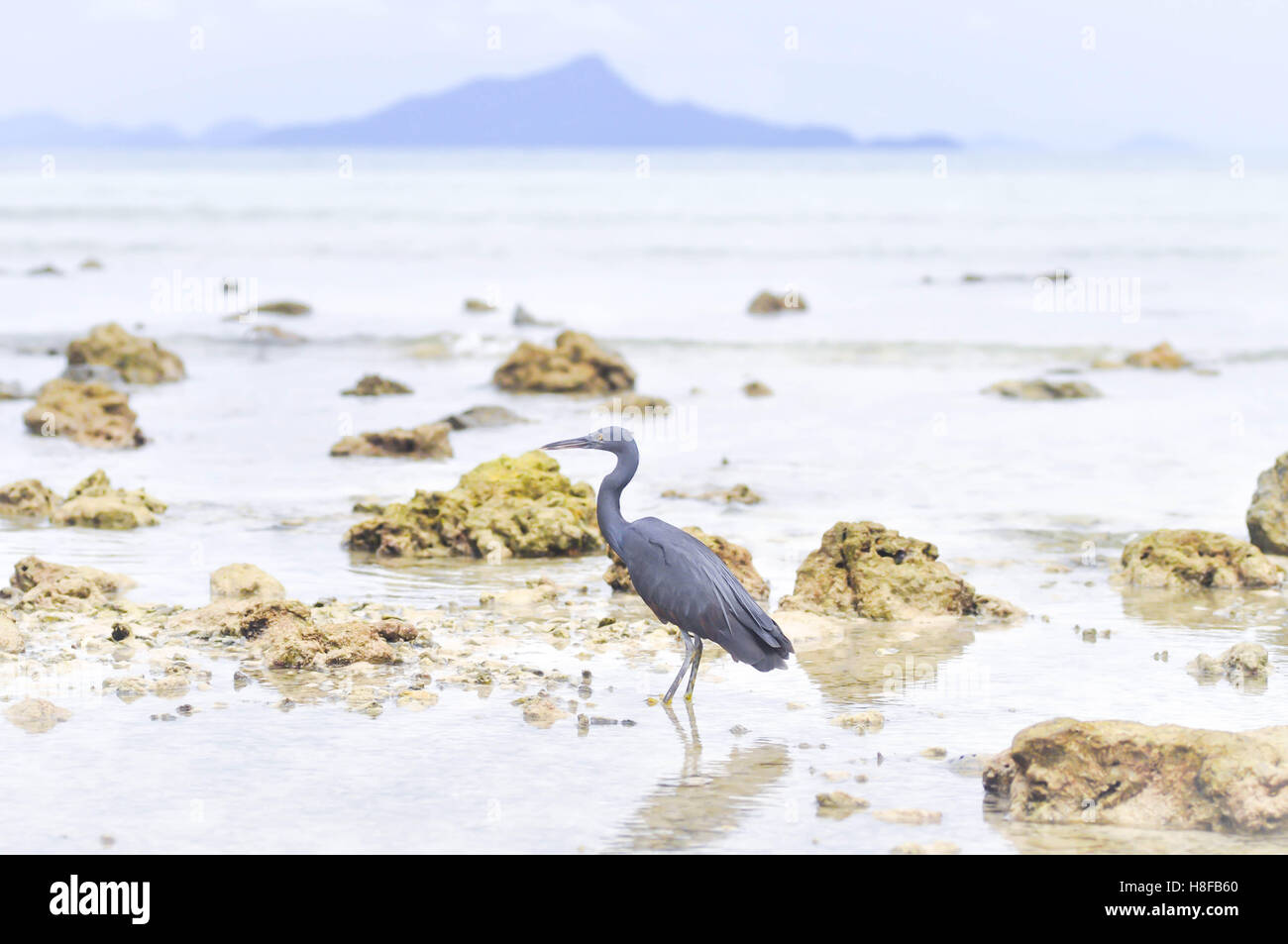 Aigrette des récifs du Pacifique ou Egretta sacra oiseau dans la mer Banque D'Images