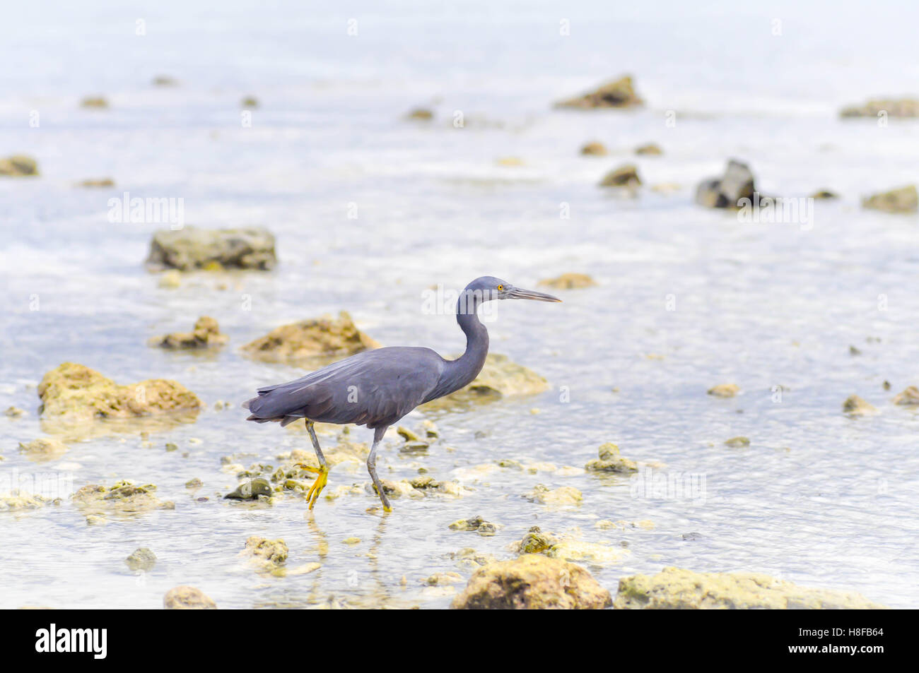 Aigrette des récifs du Pacifique ou Egretta sacra oiseau dans la mer Banque D'Images