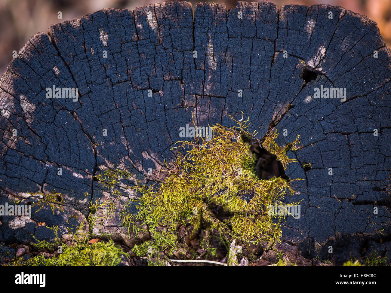 Vieux bois naturel - écorce de moss Banque D'Images