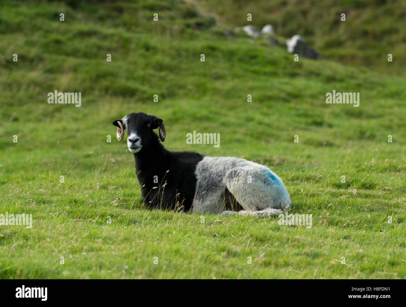 Moitié noire moitié blanche moutons assis dans la zone, North Yorkshire, UK. Banque D'Images