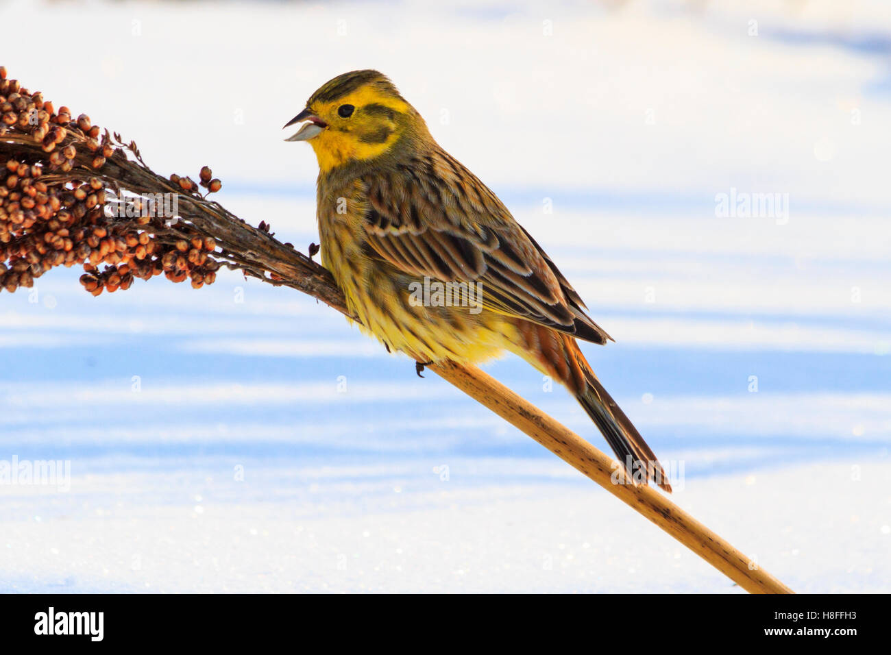 Emberiza citrinella sur une tige de sorgho Banque D'Images