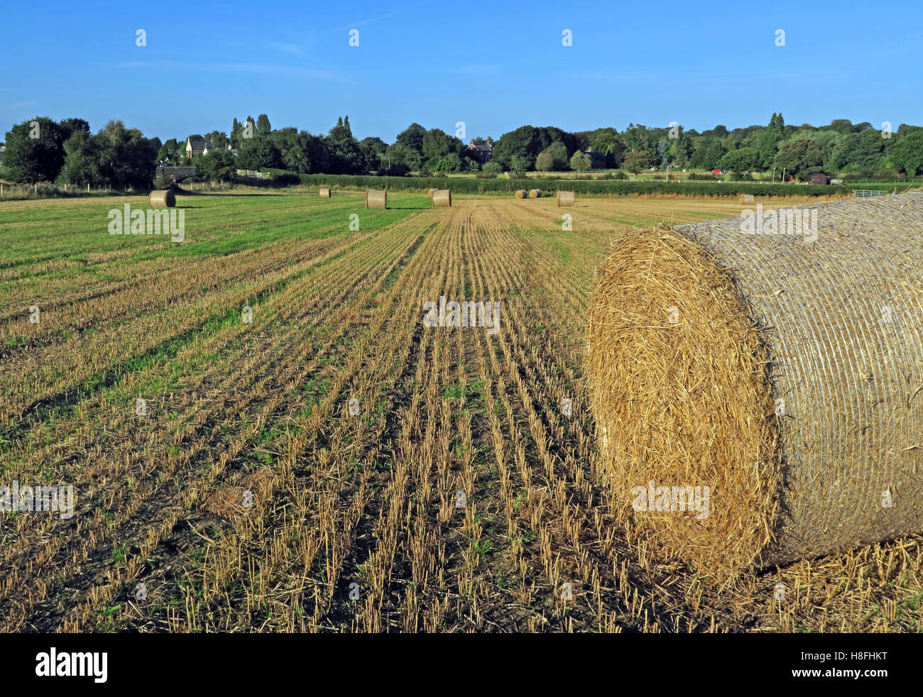 La fin de l'été, bottes de foin dans un champ, Moore, Warrington, Cheshire, England, UK Banque D'Images