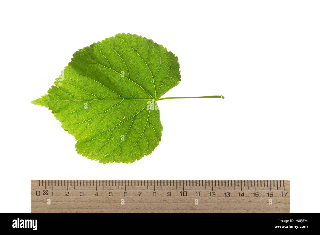 Winter-Linde, Linde, Winterlinde, Tilia cordata, petite feuille Tilleul, tilleul à petites feuilles. Blatt, Blätter, feuille, feuilles Banque D'Images