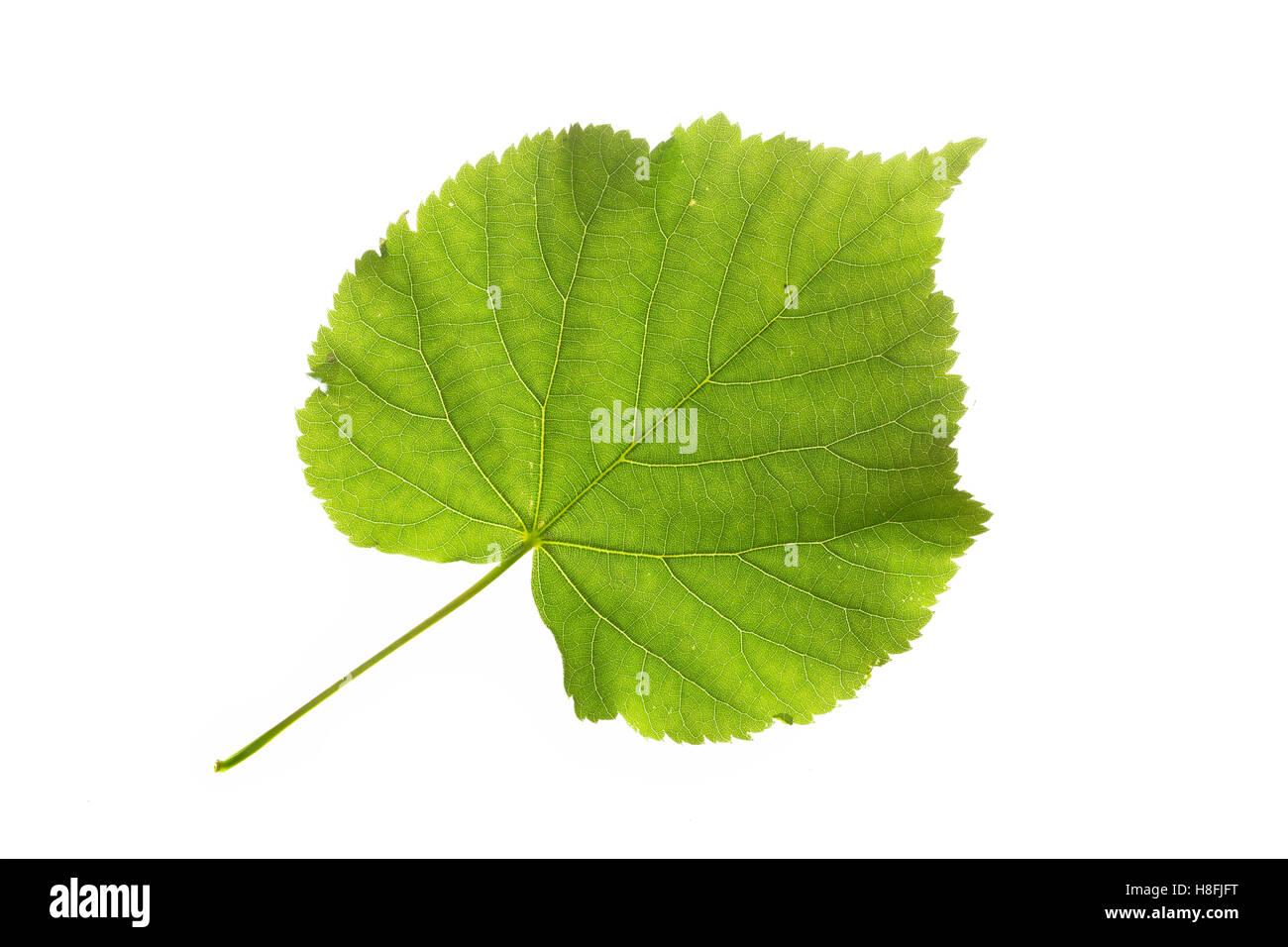 Winter-Linde, Linde, Winterlinde, Tilia cordata, petite feuille Tilleul, tilleul à petites feuilles. Blatt, Blätter, feuille, feuilles Banque D'Images