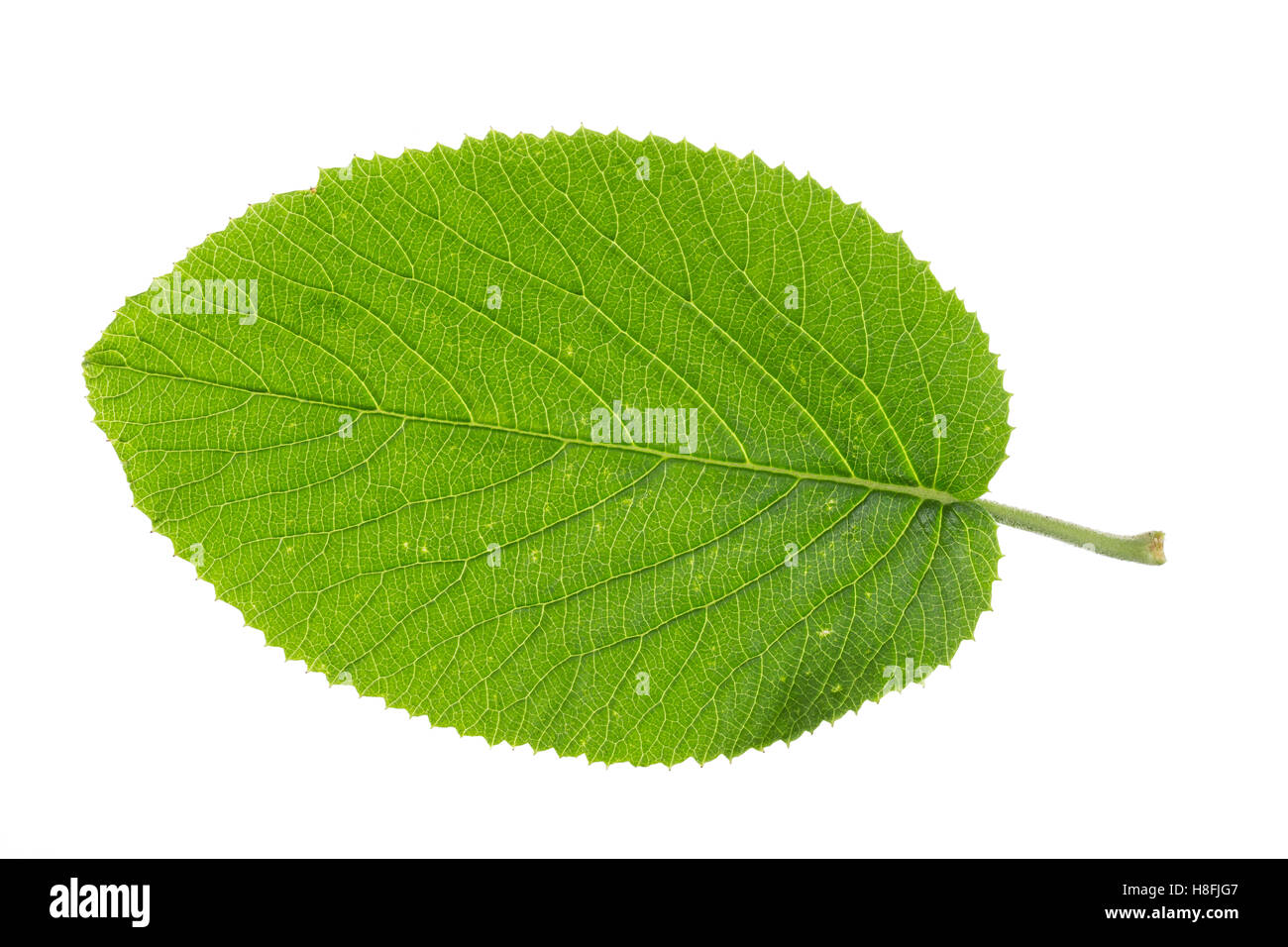 Schneeball Wolliger, Schnee-Ball, Viburnum lantana, Wayfaring Tree, Mansienne, Viorne lantane. Blatt, Blätter, feuille, feuilles Banque D'Images