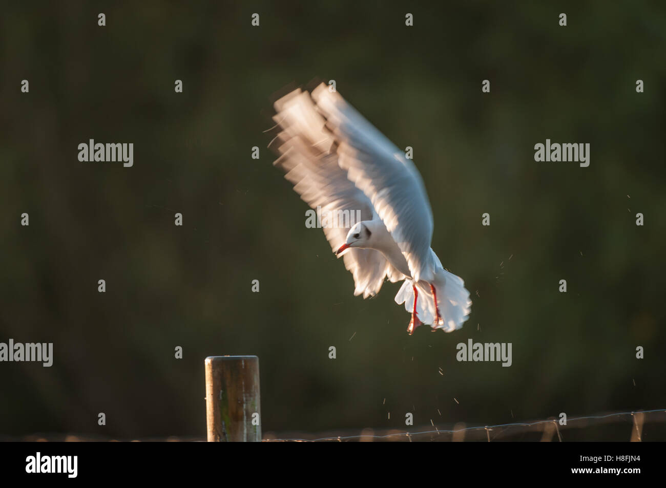 Chroicocephalus ridibundus Mouette noir entrée en terre tôt le matin, avec ses ailes illuminées, Essex, octobre Banque D'Images