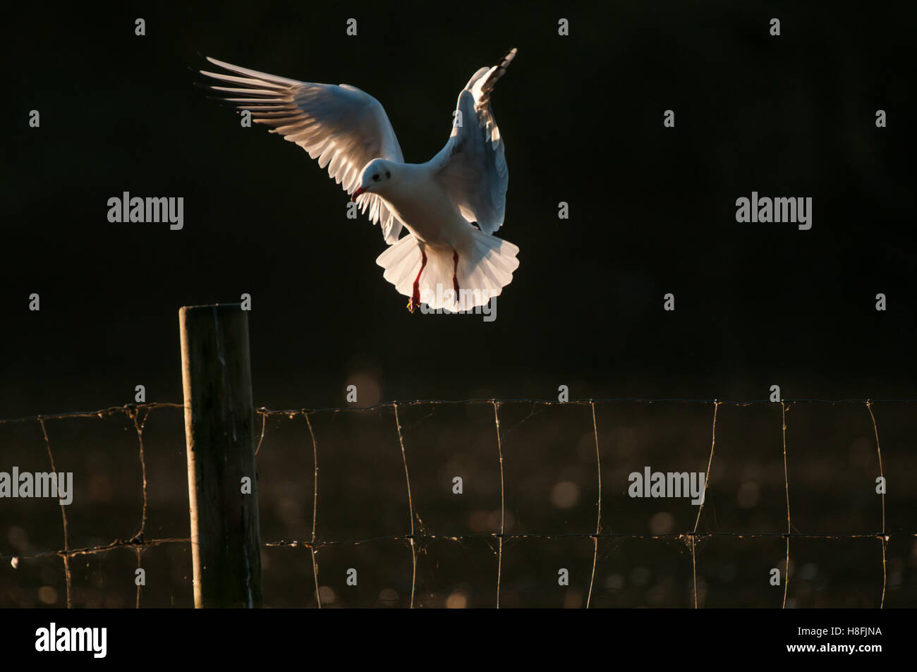Chroicocephalus ridibundus Mouette noir entrée en terre tôt le matin, avec ses ailes illuminées, Essex, octobre Banque D'Images