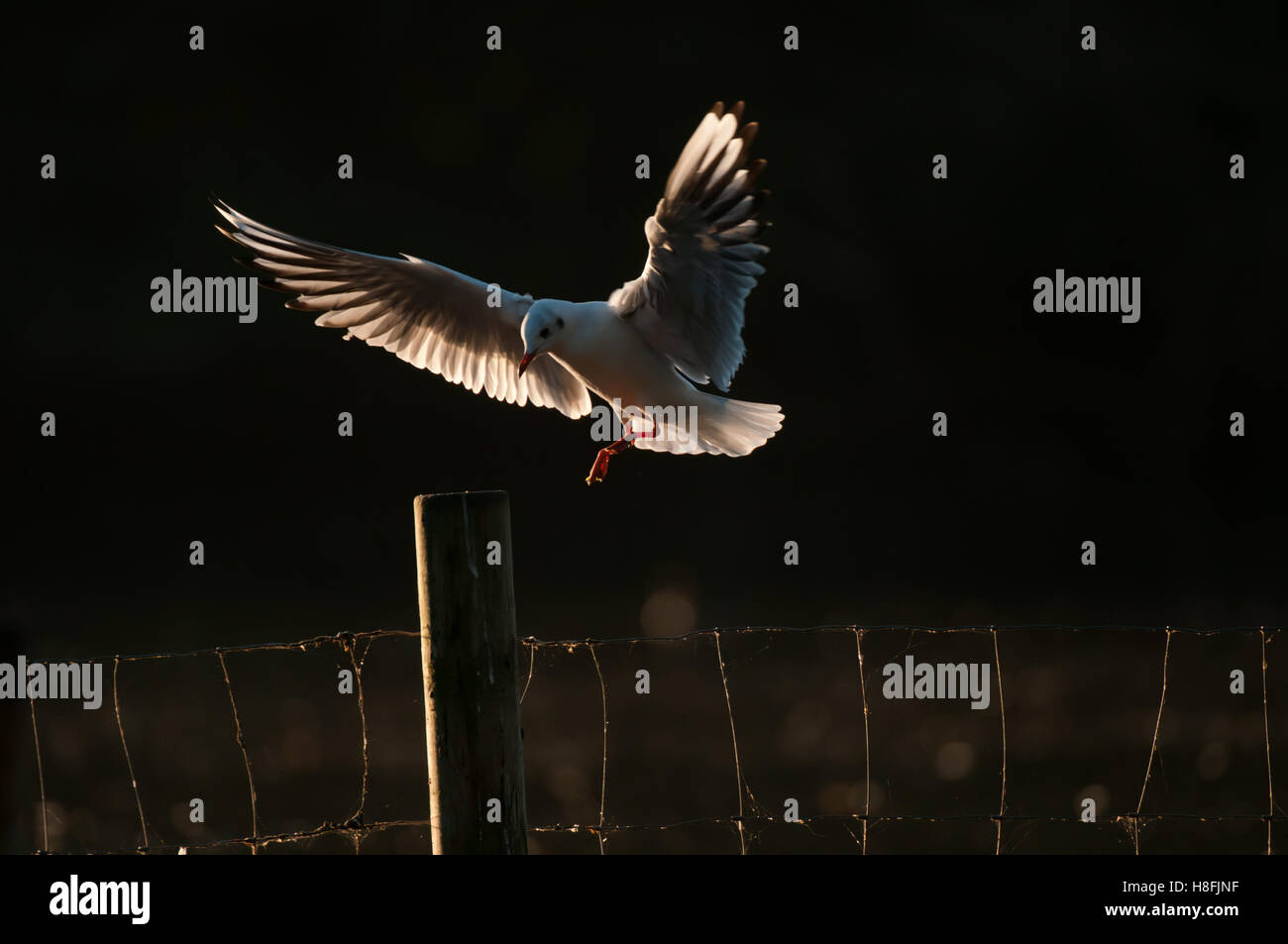 Chroicocephalus ridibundus Mouette noir entrée en terre tôt le matin, avec ses ailes illuminées, Essex, octobre Banque D'Images