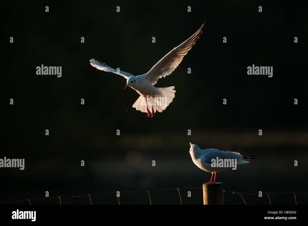 Chroicocephalus ridibundus Mouette noir entrée en terre tôt le matin, avec ses ailes illuminées, Essex, octobre Banque D'Images