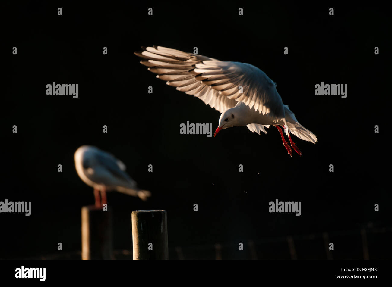 Chroicocephalus ridibundus Mouette noir entrée en terre tôt le matin, avec ses ailes illuminées, Essex, octobre Banque D'Images