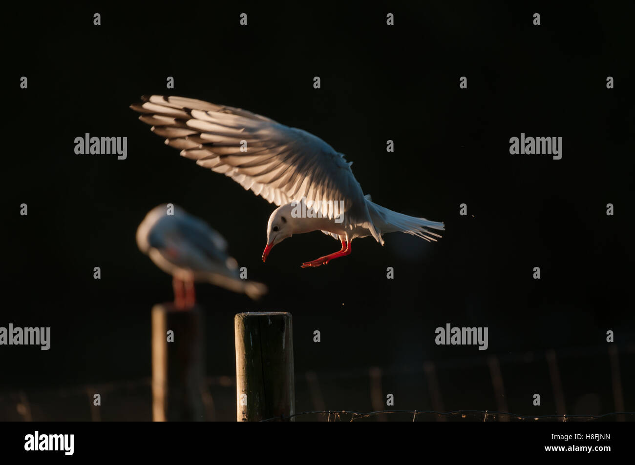 Chroicocephalus ridibundus Mouette noir entrée en terre tôt le matin, avec ses ailes illuminées, Essex, octobre Banque D'Images