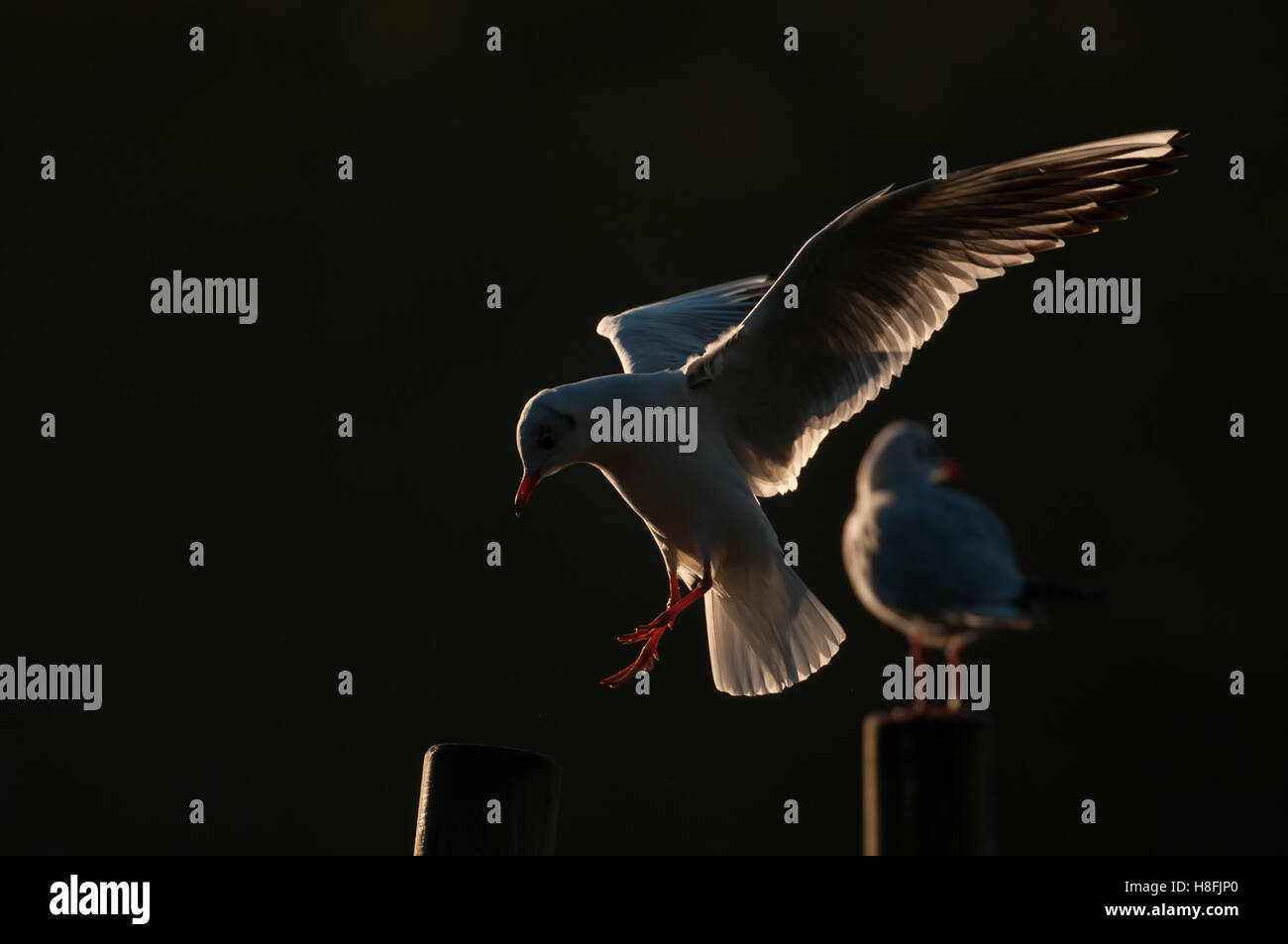 Chroicocephalus ridibundus Mouette noir entrée en terre tôt le matin, avec ses ailes illuminées, Essex, octobre Banque D'Images