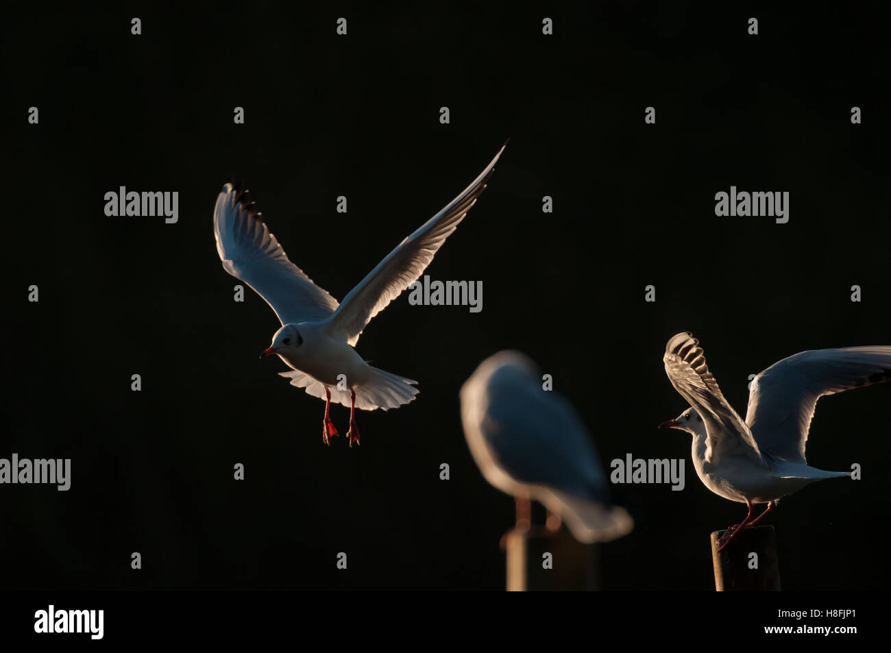 Chroicocephalus ridibundus Mouette noir entrée en terre tôt le matin, avec ses ailes illuminées, Essex, octobre Banque D'Images